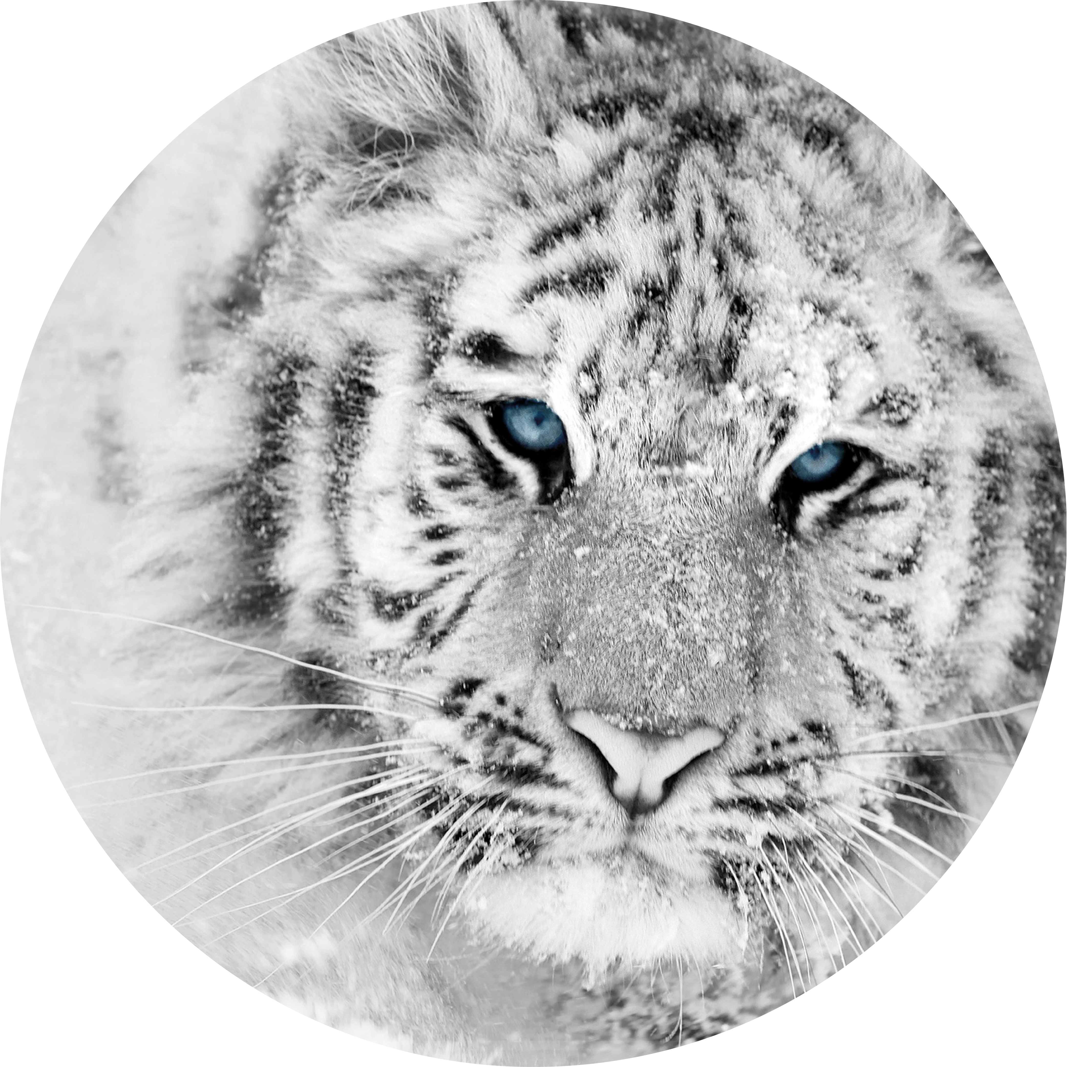 Tigre blanc dans la neige