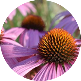 Anti-inflammatory and antiseptic echinacea icon