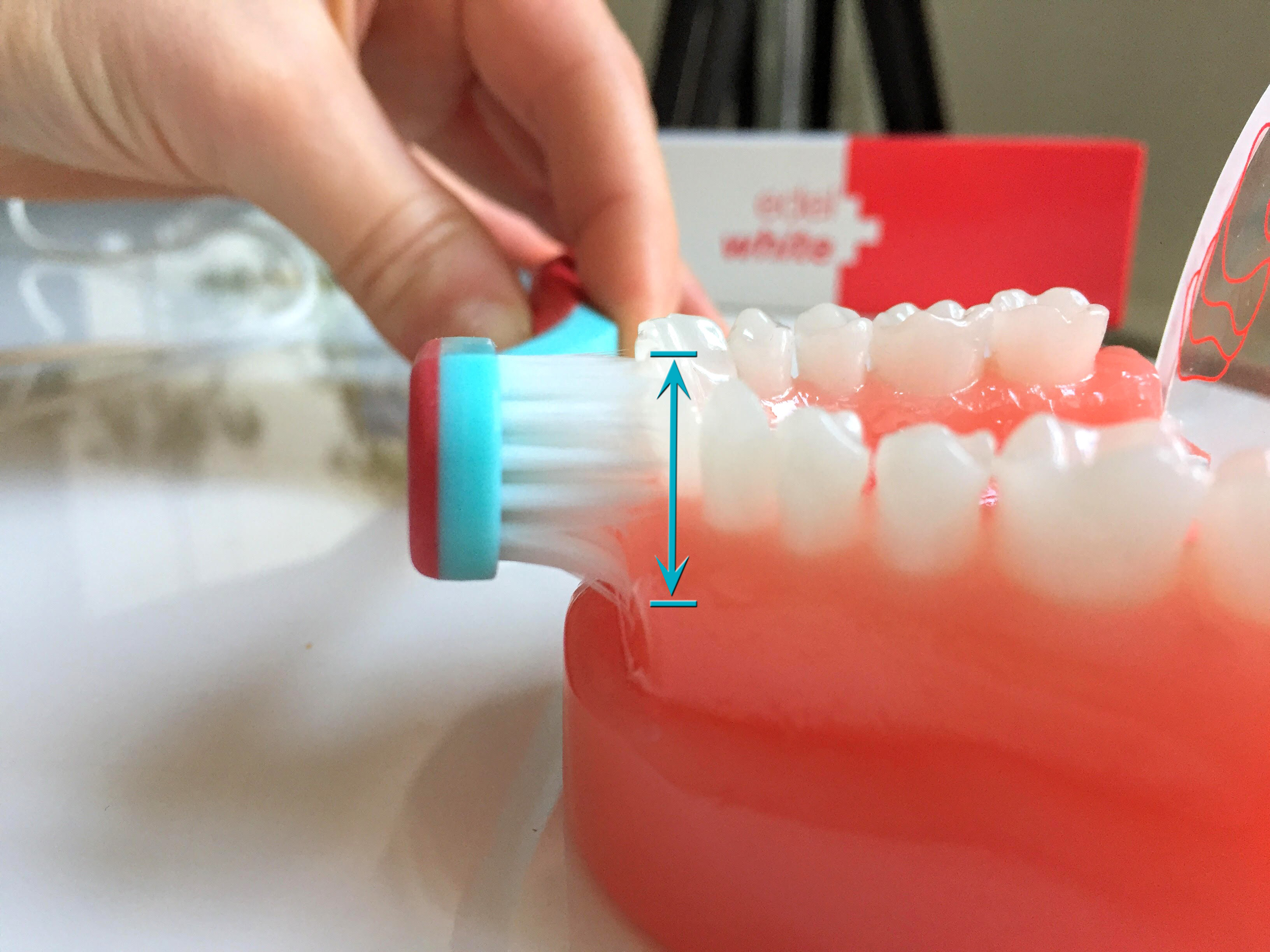 Wider Pro-Gums head cleans teeth and gums