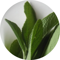 Antimicrobial and antioxidant sage icon